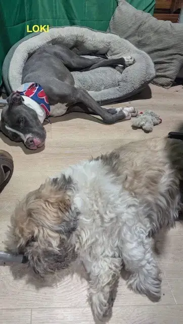 Loki photo 3