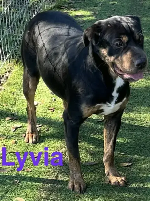 Lyvia photo 3