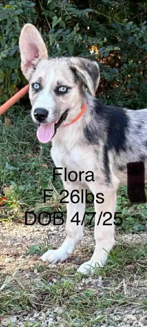 Flora photo 2