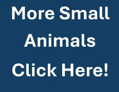 More Small Animals