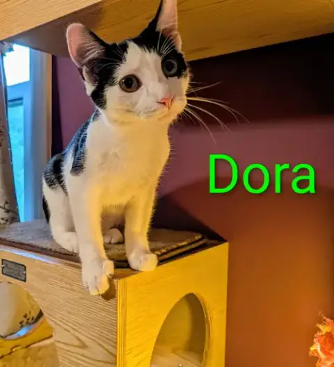 Kitten Darling Dora