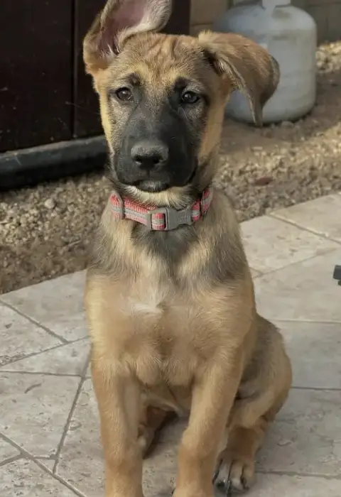 Bonnie