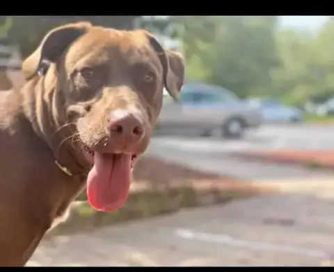 Kona
