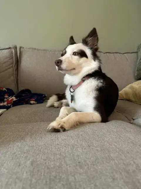 Maple
