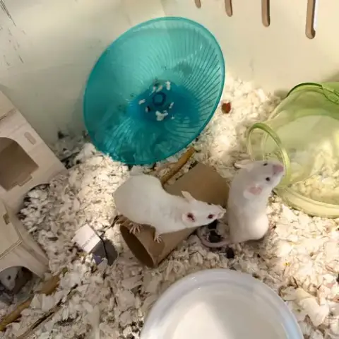 The Snack Mice photo 2