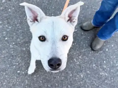 Daisy A438421