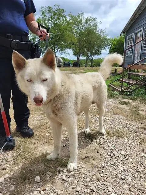 Ghost