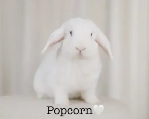 Popcorn