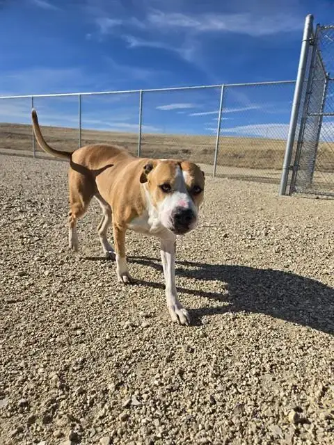 Harley