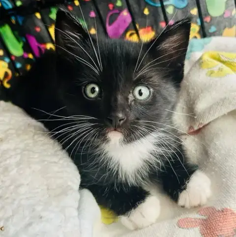 Mittens