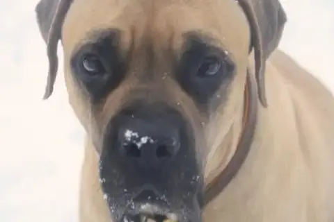 Fosters Needed
