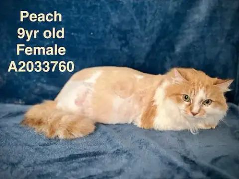 Peach
