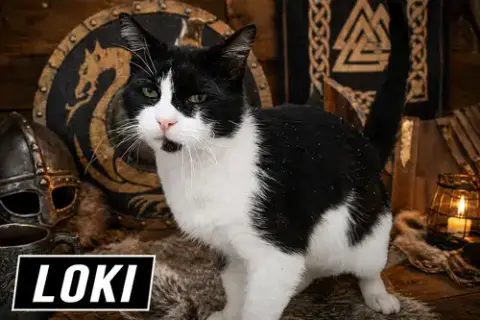 Loki
