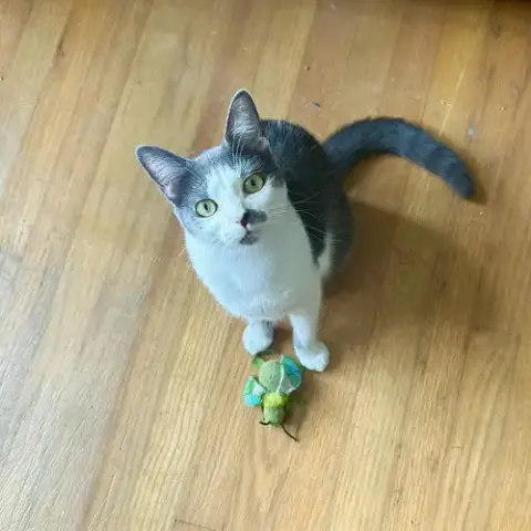 Cecilia