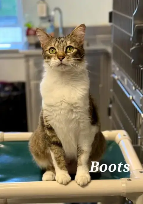 Boots photo 2