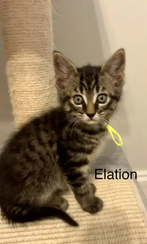 Elation