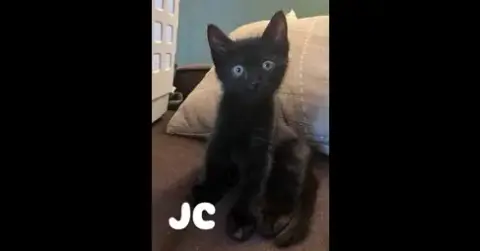 Jc