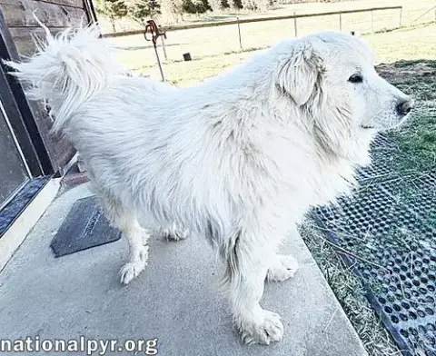 Snow Bear In Va photo 2