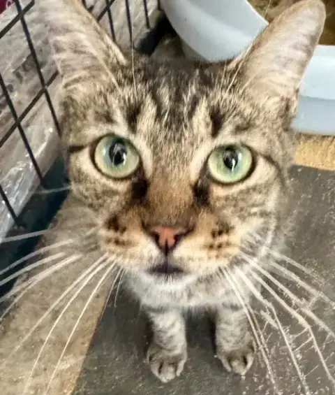 Truffle