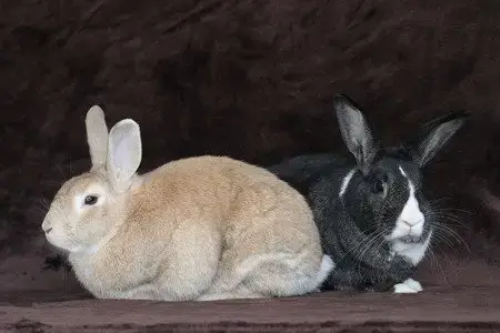 Potato & Pepper