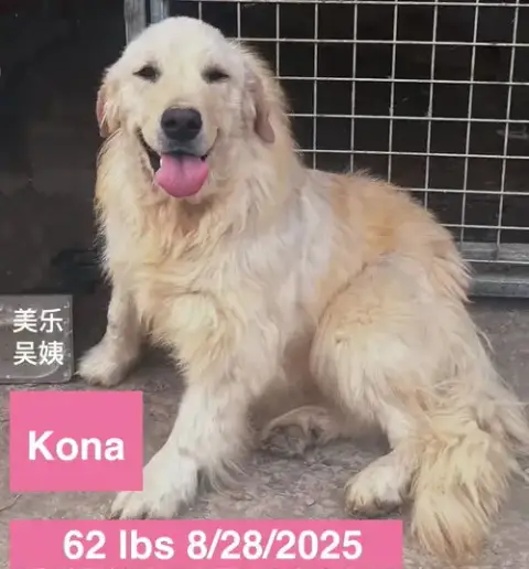 Kona photo 3