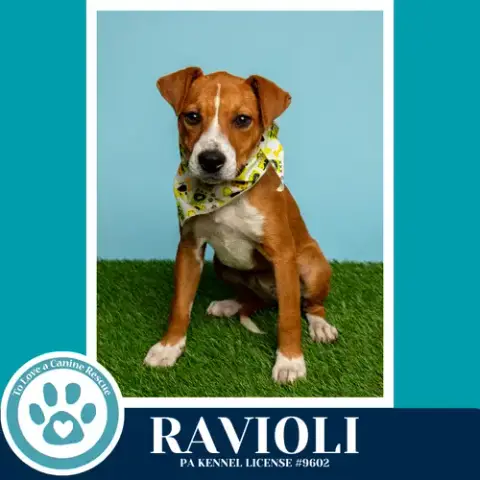 Ravioli