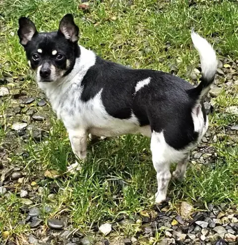 Roscoe