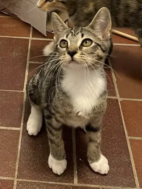 Kitten Dottie