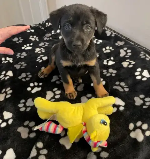 Lil Lola photo 3