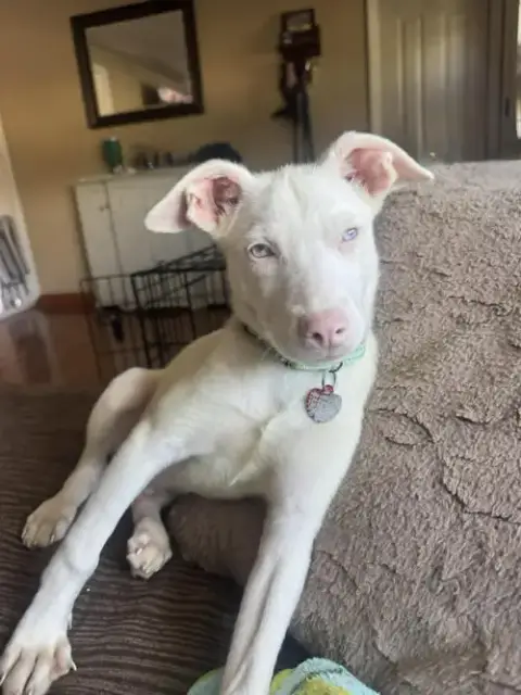 Nyx