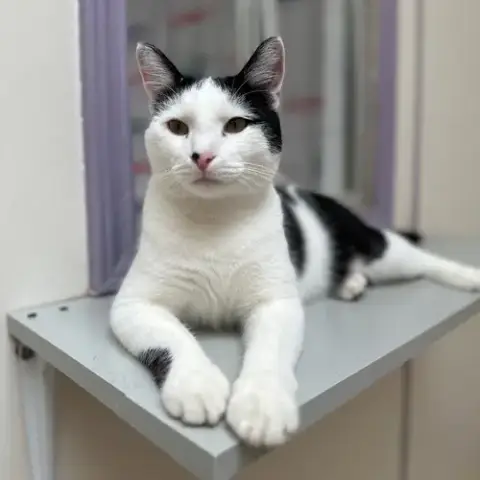 Niblet photo 2