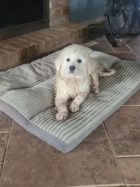 Lamb Chop