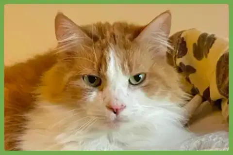Marmalade