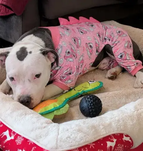 Alvin “Hip:” Not At Shelter photo 5