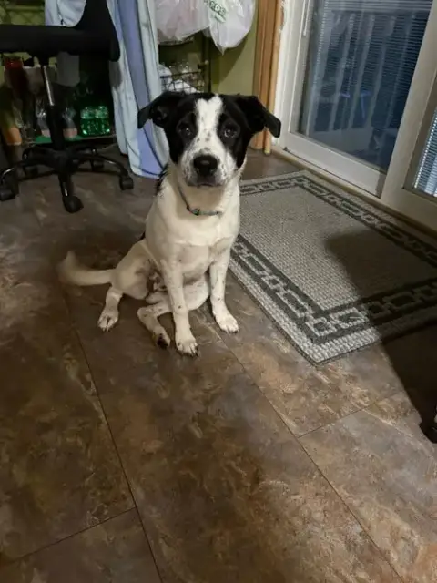 Remi