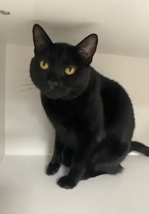 Nigel
