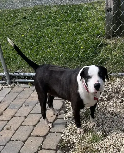 Molly