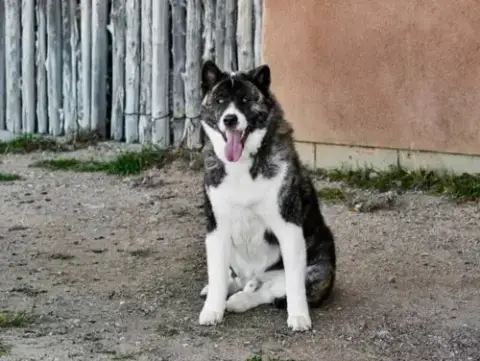 Boris