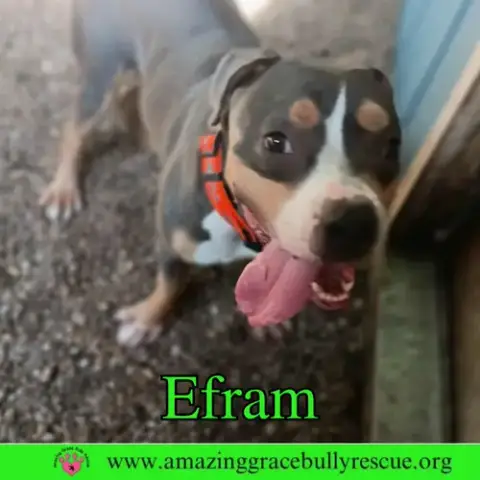 Efram photo 4
