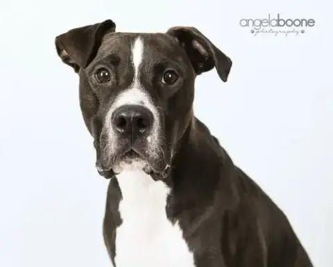 Champ photo 4