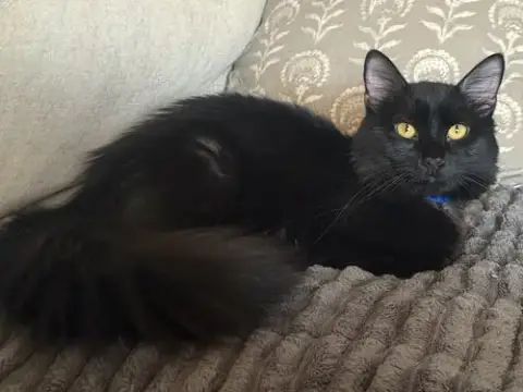 T’Challa