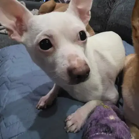 Buddy photo 2