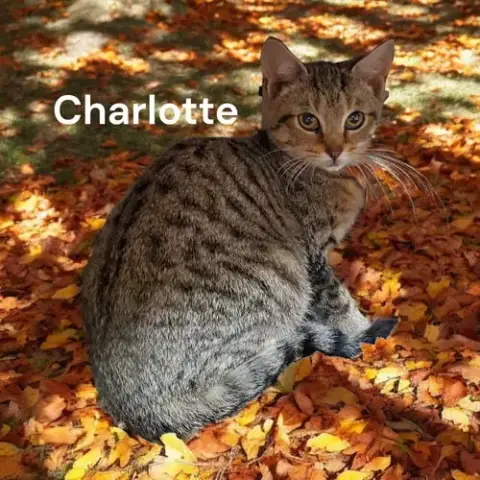 Charlotte photo 3