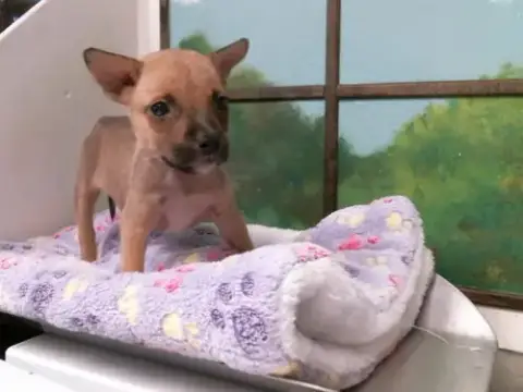 Tara