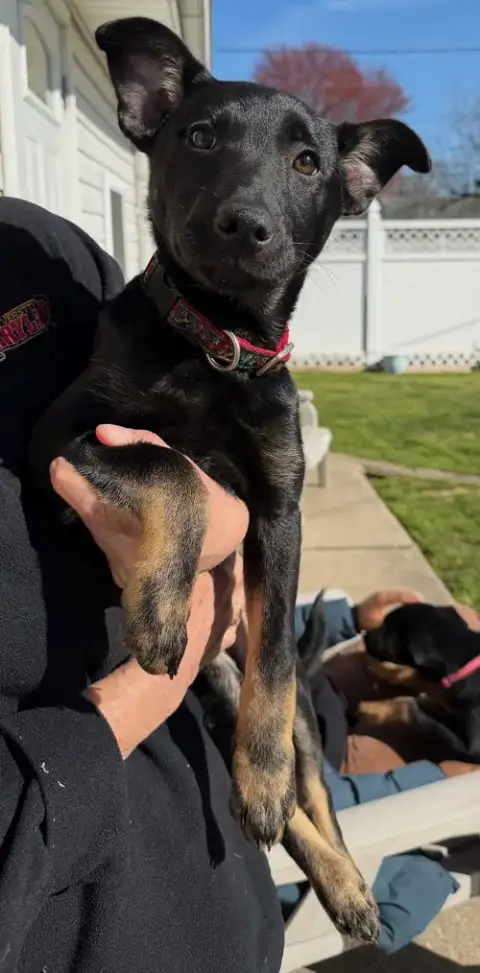 Gracie photo 3