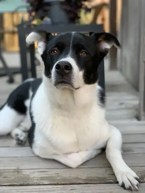 Watson photo 5