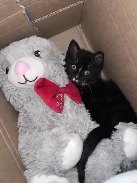 Kylo