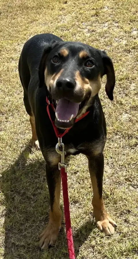Koda photo 3