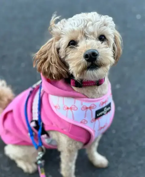 Penny