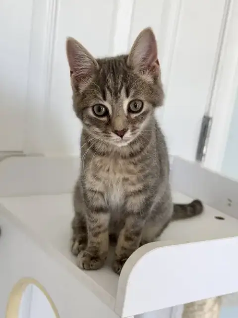 Brightheart